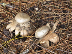 Myriostoma australianum