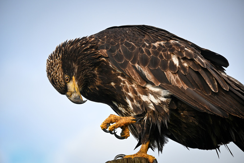 Bald Eagle photographed in Washington