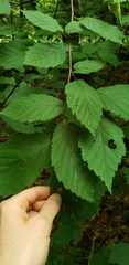 Corylus cornuta cornuta