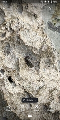 Acanthopleura
