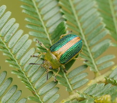 Calomela parilis