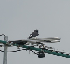 Artamus leucorynchus