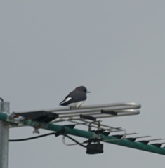 Artamus leucorynchus