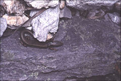 Ctenotus labillardieri