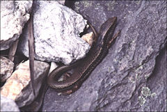 Ctenotus labillardieri