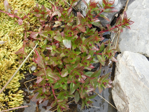 Epilobium australe (Epilobium australe)