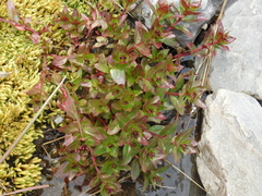 Epilobium australe