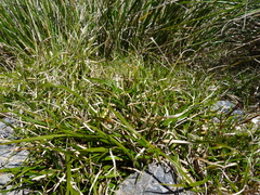Carex edura
