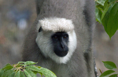 Semnopithecus schistaceus