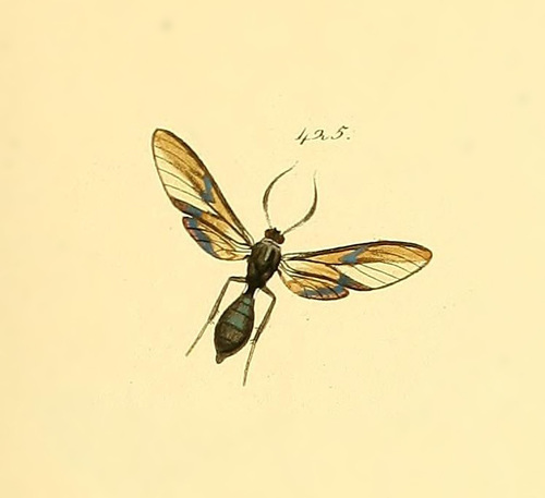 Sphecosoma tarsalis