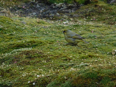 Melanodera xanthogramma