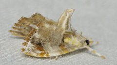 Glaphyria basiflavalis