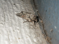 Lacinipolia quadrilineata