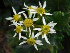 Senecio virens