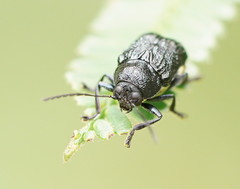 Aporocera scabrosa