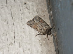 Lacinipolia quadrilineata