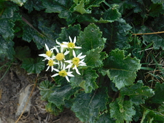 Senecio virens