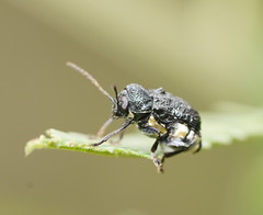 Aporocera scabrosa