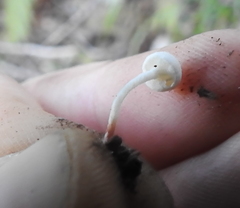 Cystolepiota seminuda