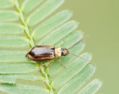 Monolepta subsuturalis