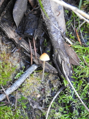 Mycena aurantiomarginata