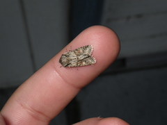 Lacinipolia quadrilineata