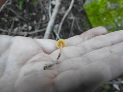 Mycena aurantiomarginata