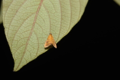 Pyrausta insignitalis