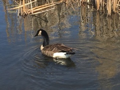 Branta canadensis