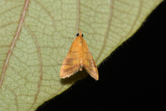 Pyrausta insignitalis