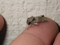 Lacinipolia quadrilineata