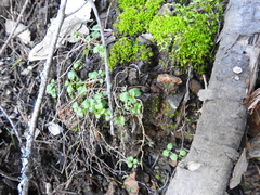 Campanula prenanthoides