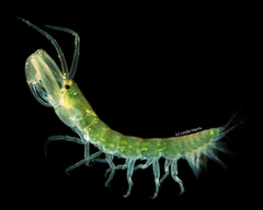 Chondrochelia savignyi