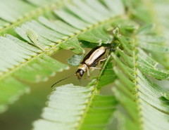 Monolepta subsuturalis