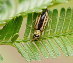 Monolepta subsuturalis