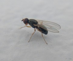 Chamaepsila