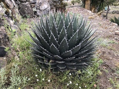 Agave horrida