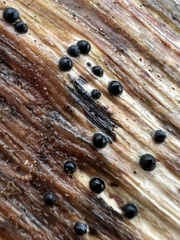 Rosellinia subiculata