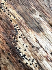 Rosellinia subiculata