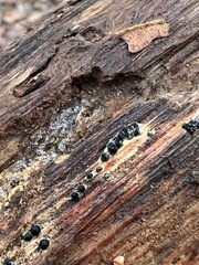 Rosellinia subiculata