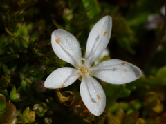 Montia sessiliflora