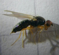 Chamaepsila