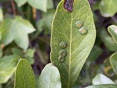 Tanaostigmodes pithecellobiae