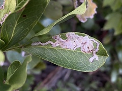 Eucosmophora pithecellobiae