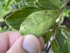 Eucosmophora pithecellobiae