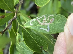 Eucosmophora pithecellobiae