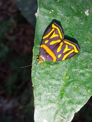 Hemerophila orinympha