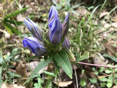 Gentiana scabra buergeri