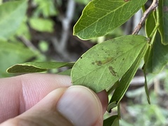 Eucosmophora pithecellobiae