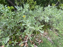 Borrichia frutescens image